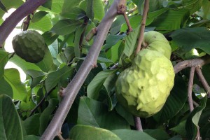 Cherimoya